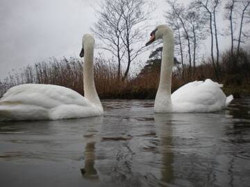 Фото номера Двухместный номер с 1 кроватью Отели типа «постель и завтрак» Crystal Springs B&amp;B г. Килларни 37